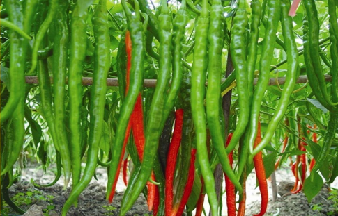 農產品配送教您辣椒種植主要防治的病害有哪些？